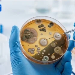 Mould_growth-3